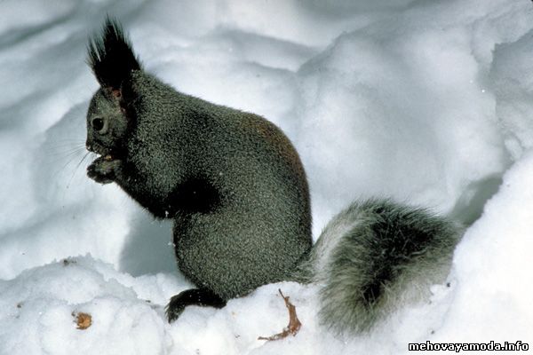 Black sciurus aberti- Черная белка Аберта