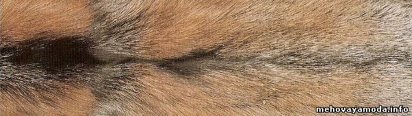 Мутационный цвет лисы Cross fox