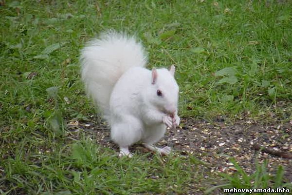 White sciurrel- Белая белка