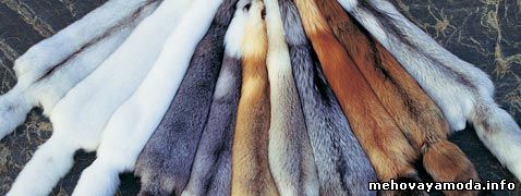 Система классификации шкурок лисы по насыщенности цвета