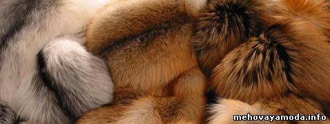 Lot fox
