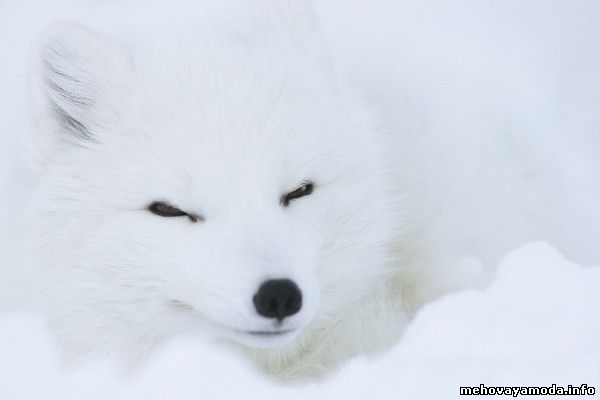 Арктический песец Alopex lagopus