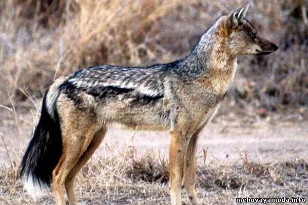 Canis adustus