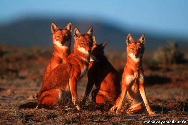 Canis simensis