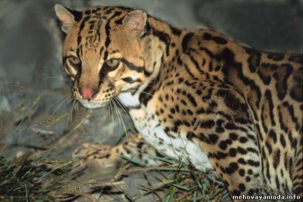 Leopardus pardalis
