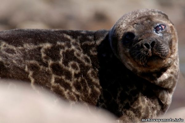 Phoca hispida saimensis- один из подвидов Кольчатой нерпы