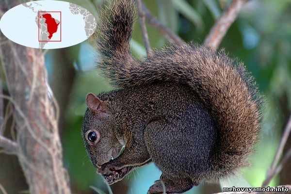 Sciurus aestuans- Бразильская белка