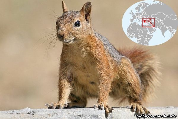 Sciurus anomalus- Персидская белка