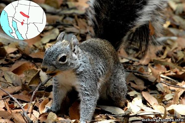 Sciurus arizonnsis- Аризонская белка