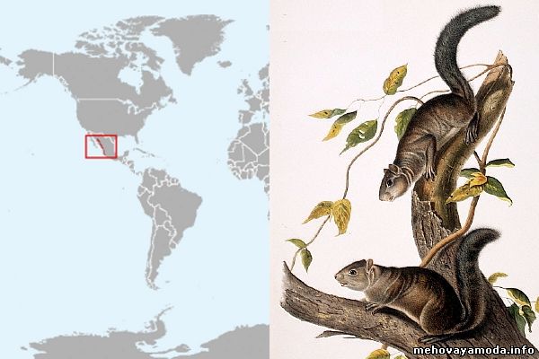 Sciurus colliaei- Эгднвический вид белки из Мексики