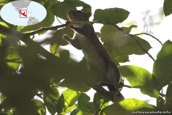 Sciurus deppei- Белка Деппа
