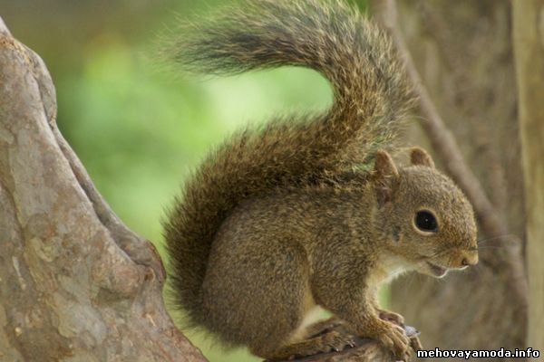 Sciurus ingrami- Атлантическая лесная белка
