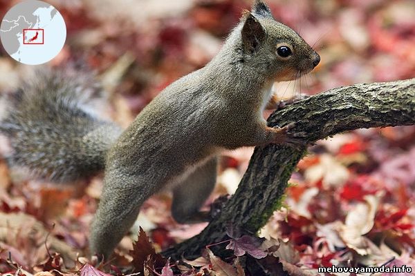 Sciurus lis- Японская белка
