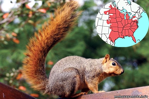 Sciurus niger- Черная белка