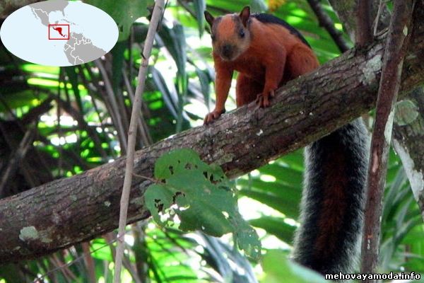 Sciurus variegatoides- Пёстрая белка