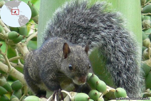 Sciurus yucatanensis- Юкатанская белка