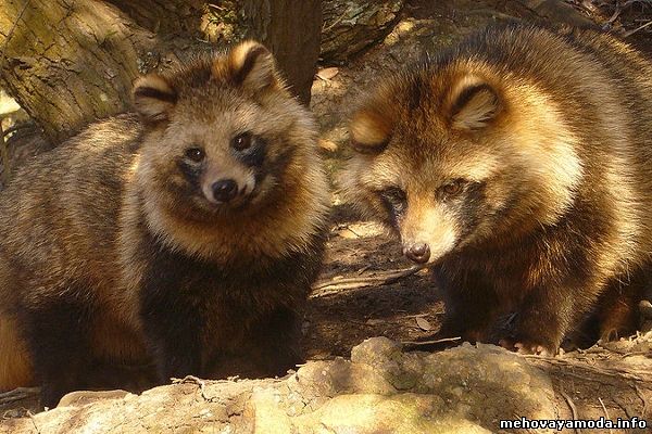 Представитель енотовидной собаки, обитающий в природе, называется "тануки" (tanuki)
