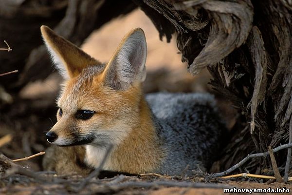 Южноафриканская лисица Vulpes chama