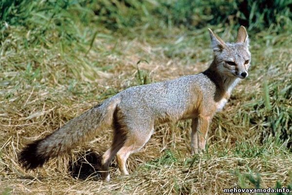 Американская лисица Vulpes macrotis