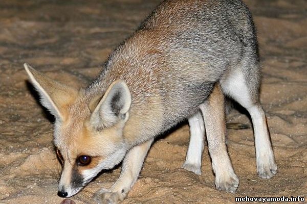  Песчаная лисица Vulpes rueppelli