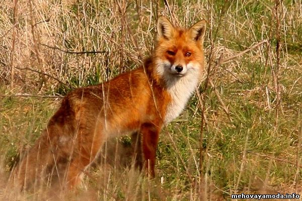 Рыжая лисица Vulpes vulpes