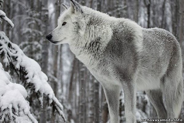 Wolf- Мех волка во всей своей красе