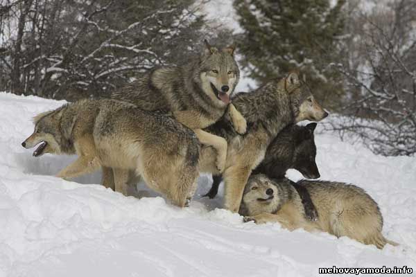 Wolf pack- Стая серых волков
